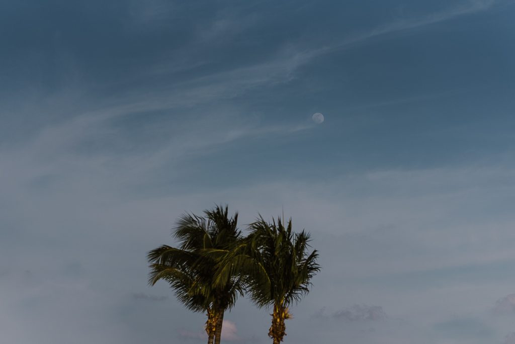 Palm trees and blue sky for a Moon Palace Cancun Wedding by Caro Navarro Photography